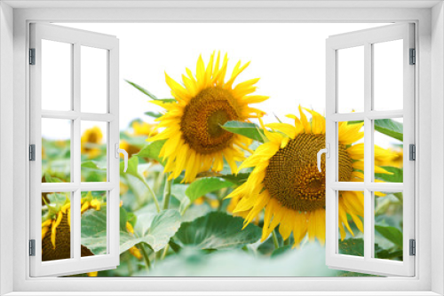 Fototapeta Naklejka Na Ścianę Okno 3D - Sunflower field with blue sky