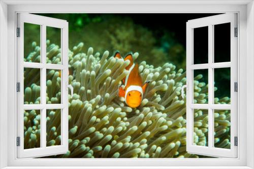 Fototapeta Naklejka Na Ścianę Okno 3D - anemone fish at underwater, philippines