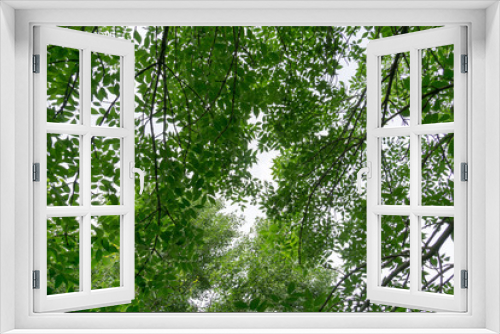Fototapeta Naklejka Na Ścianę Okno 3D - Green Summer Trees
