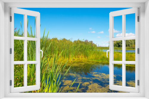 Fototapeta Naklejka Na Ścianę Okno 3D - Shore of a lake in summer