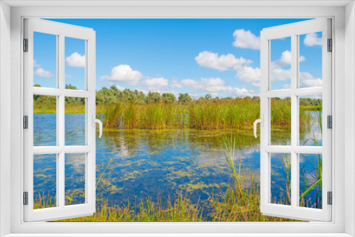 Fototapeta Naklejka Na Ścianę Okno 3D - Shore of a lake in summer