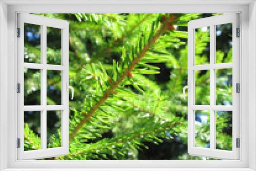 Fototapeta Naklejka Na Ścianę Okno 3D - Green Pine Tree.
