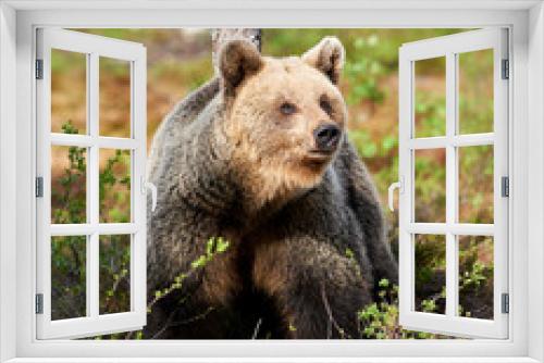 Fototapeta Naklejka Na Ścianę Okno 3D - Beautiful female brown bear in Finland