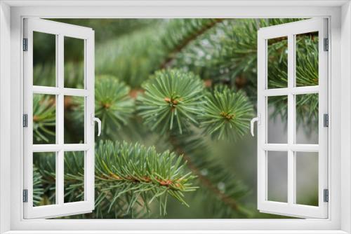 Fototapeta Naklejka Na Ścianę Okno 3D - fresh green soft focus close-up of pine tree with copyspace