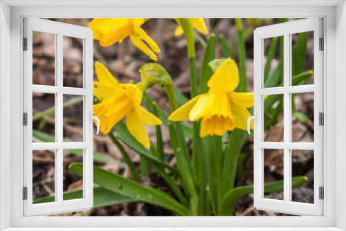 Fototapeta Naklejka Na Ścianę Okno 3D - Blooming yellow daffodils