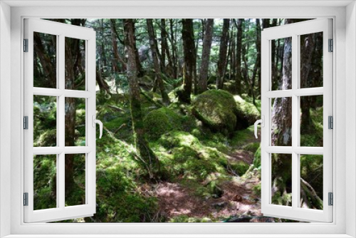 Fototapeta Naklejka Na Ścianę Okno 3D - 苔に覆われた森