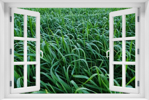 Fototapeta Naklejka Na Ścianę Okno 3D - Grünes nasses Gras in Nahaufnahme