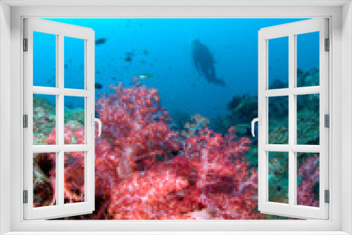 Fototapeta Naklejka Na Ścianę Okno 3D - Scuba Diving on a colorful tropical Coral Reef , north andaman, Thailand