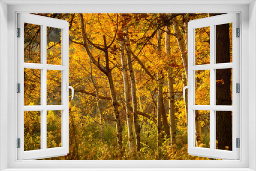 Fototapeta Naklejka Na Ścianę Okno 3D - Autumn Gold Forest