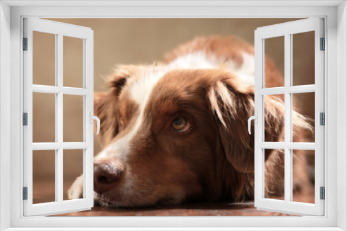 Fototapeta Naklejka Na Ścianę Okno 3D - Australian Shepherd im Studio