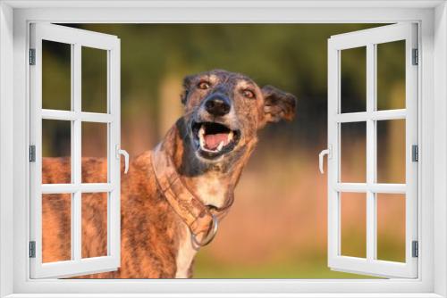Fototapeta Naklejka Na Ścianę Okno 3D - Portrait eines lachenden Hundes