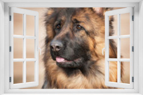 Fototapeta Naklejka Na Ścianę Okno 3D - Portrait of german shepherd dog