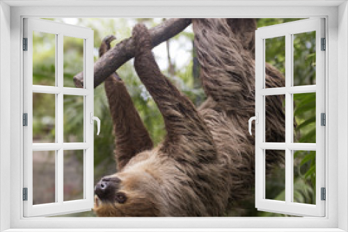 Fototapeta Naklejka Na Ścianę Okno 3D - two-toed sloth climbing on the tree