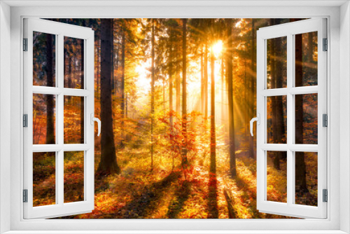 Fototapeta Naklejka Na Ścianę Okno 3D - Sonnendurchfluteter Herbstwald