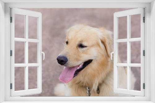 Fototapeta Naklejka Na Ścianę Okno 3D - Portrait of a golden retriever dog