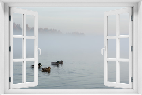 Fototapeta Naklejka Na Ścianę Okno 3D - Ducks swimming on a lake in a foggy morning.