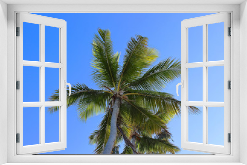 Fototapeta Naklejka Na Ścianę Okno 3D - Palmen-Krone in der Karibik