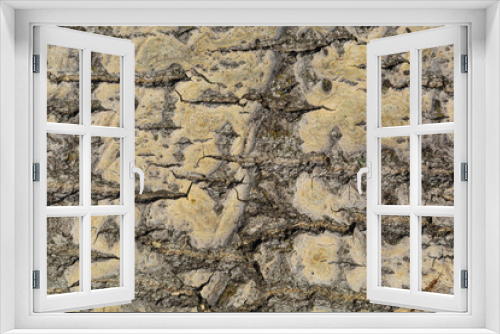 Fototapeta Naklejka Na Ścianę Okno 3D - Texture, background of bark poplar