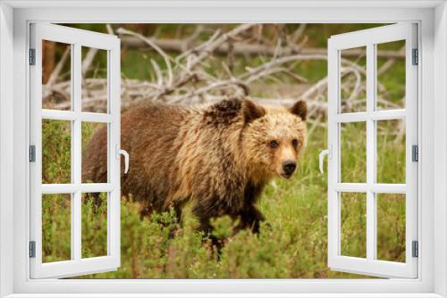 Fototapeta Naklejka Na Ścianę Okno 3D - Young Grizzly bear in Yellowstone National Park, Wyoming
