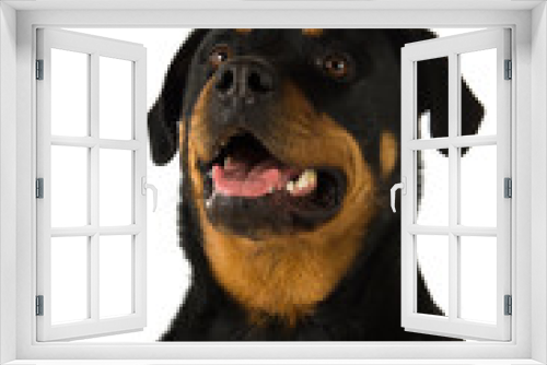 Fototapeta Naklejka Na Ścianę Okno 3D - Rottweiler isolated on a white background