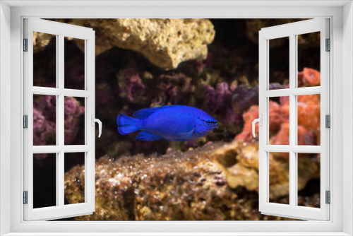 Fototapeta Naklejka Na Ścianę Okno 3D - Fish. Chrysiptera hemicyanea. Colourful fish in an aquarium