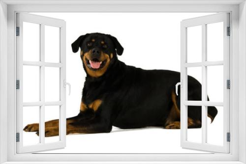 Fototapeta Naklejka Na Ścianę Okno 3D - Rottweiler isolated on a white background