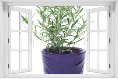 Fototapeta Naklejka Na Ścianę Okno 3D - Rosemary in purple pot separated on white background
