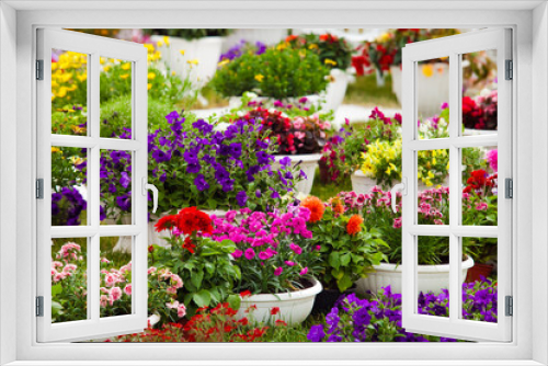Fototapeta Naklejka Na Ścianę Okno 3D - Garden flowers of different colors in pots