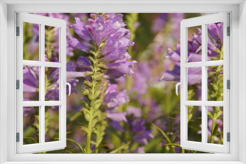 Fototapeta Naklejka Na Ścianę Okno 3D - Lila Staude im Garten 