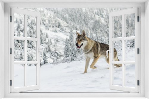 Fototapeta Naklejka Na Ścianę Okno 3D - Wolf in the snow