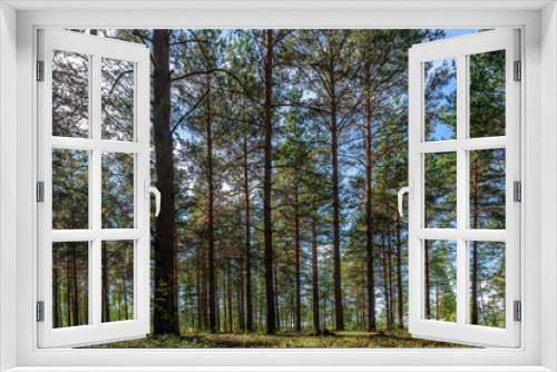 Fototapeta Naklejka Na Ścianę Okno 3D - Mixed coniferous-deciduous forest