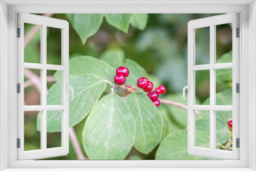 Fototapeta Naklejka Na Ścianę Okno 3D - red-berries in the forest