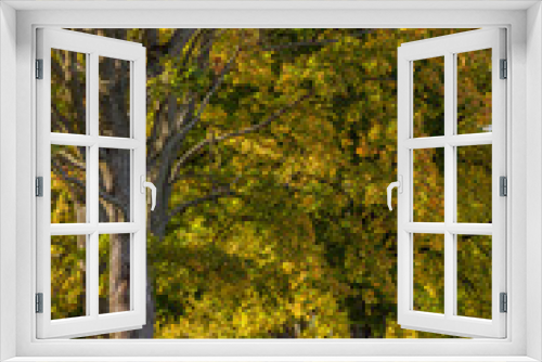 Fototapeta Naklejka Na Ścianę Okno 3D - Beautiful romantic autumn alley colorful trees and sunlight