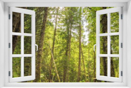 Fototapeta Naklejka Na Ścianę Okno 3D - a pine forest with trees full of muscles