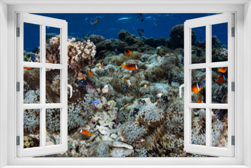 Fototapeta Naklejka Na Ścianę Okno 3D - Fiji Anemonefish on Shallow Reef