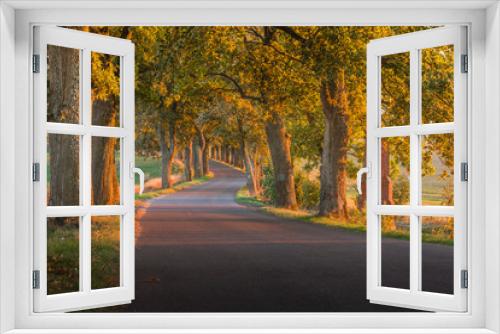 Fototapeta Naklejka Na Ścianę Okno 3D - Beautiful romantic autumn alley colorful trees and sunlight

