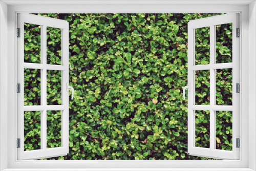 Fototapeta Naklejka Na Ścianę Okno 3D - Green leaves wall vintage background