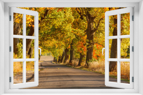 Fototapeta Naklejka Na Ścianę Okno 3D - Beautiful romantic autumn alley colorful trees and sunlight

