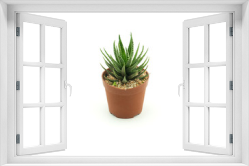 Fototapeta Naklejka Na Ścianę Okno 3D - Isolated Small Cactus on white background