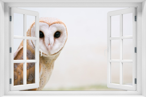 Fototapeta Naklejka Na Ścianę Okno 3D - common barn owl