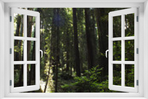 Fototapeta Naklejka Na Ścianę Okno 3D - Redwoods