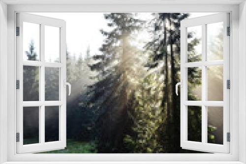 Fototapeta Naklejka Na Ścianę Okno 3D - Beams of morning sunlight in a deep, dark forest
