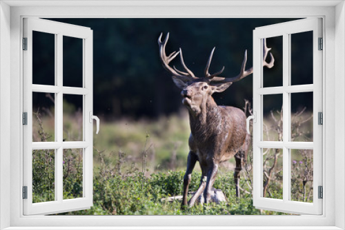 Fototapeta Naklejka Na Ścianę Okno 3D - Red deer roaring