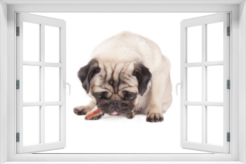 Fototapeta Naklejka Na Ścianę Okno 3D - zittende hond, mopshond eet honden snoep