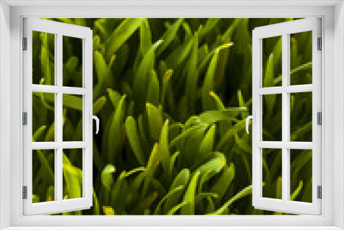 Fototapeta Naklejka Na Ścianę Okno 3D - Healthy Raw Green Wheat Grass