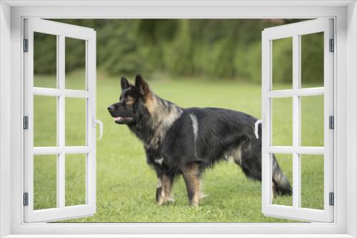 Fototapeta Naklejka Na Ścianę Okno 3D - German Shepherd - Deutscher Schäferhund 