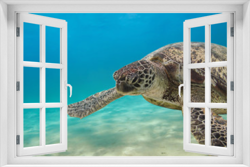 Fototapeta Naklejka Na Ścianę Okno 3D - Green sea turtle swimming underwater Red Sea. Egypt