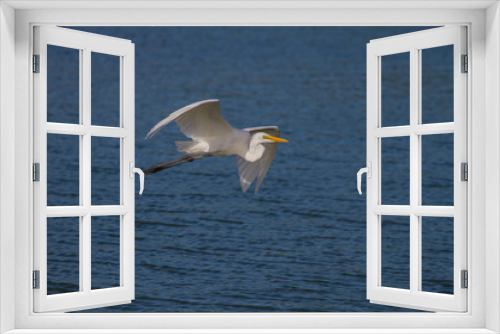 Fototapeta Naklejka Na Ścianę Okno 3D - Great Egret flying in nature
