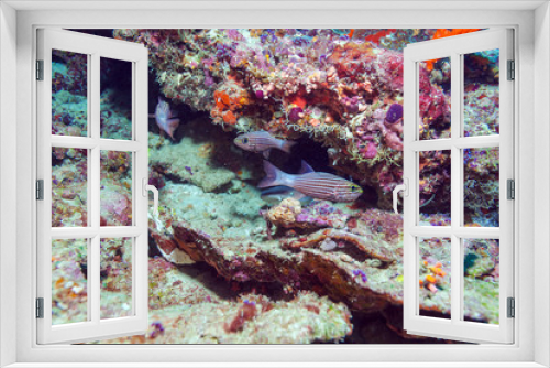 Fototapeta Naklejka Na Ścianę Okno 3D - Red Tropical Fish near Coral Reef, Maldives