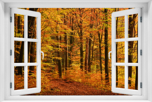 Fototapeta Naklejka Na Ścianę Okno 3D - Autumn landscape with road in forest